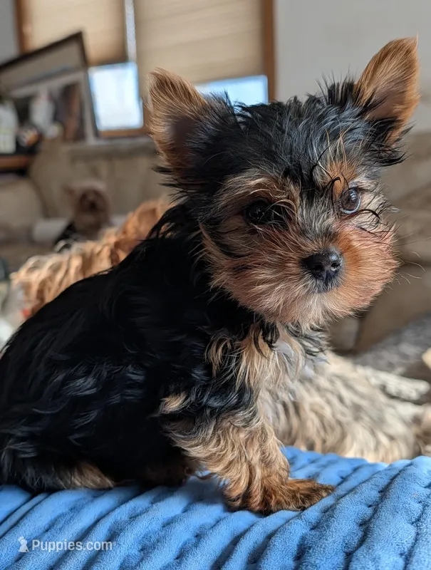 Rosie – Yorkshire Terrier puppy for sale in Alexandria, SD