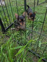 Tilly, a female Yorkshire Terrier for sale in Alexandria, SD – 2 of 2