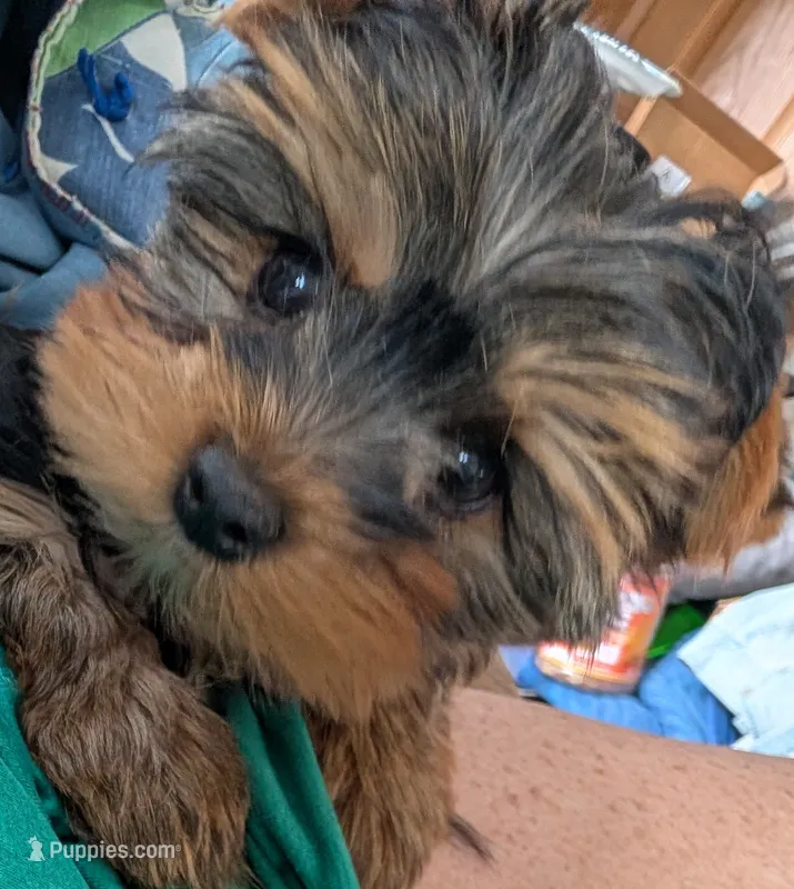 Whitney – Yorkshire Terrier puppy for sale in Alexandria, SD