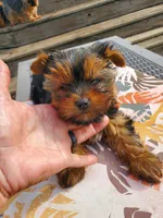 Pala, a female Yorkshire Terrier for sale in Alexandria, SD – Photo 1 of 3