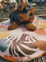 Pala, a female Yorkshire Terrier for sale in Alexandria, SD – Photo 2 of 3