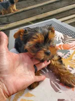 Pala, a female Yorkshire Terrier for sale in Alexandria, SD – Photo 3 of 3