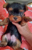 Bitsy, a male Yorkshire Terrier for sale in Alexandria, SD – Photo 4 of 6