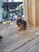 Bitsy, a male Yorkshire Terrier for sale in Alexandria, SD – Photo 6 of 6