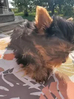 Bitsy, a male Yorkshire Terrier for sale in Alexandria, SD – Photo 3 of 6