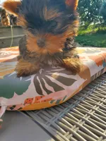 Bitsy, a male Yorkshire Terrier for sale in Alexandria, SD – Photo 2 of 6