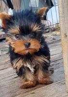 Bitsy, a male Yorkshire Terrier for sale in Alexandria, SD – Photo 1 of 6