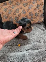 Rascal, a male Yorkshire Terrier for sale in Alexandria, SD – 2 of 4