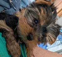 Whitney, a female Yorkshire Terrier for sale in Alexandria, SD – 2 of 4