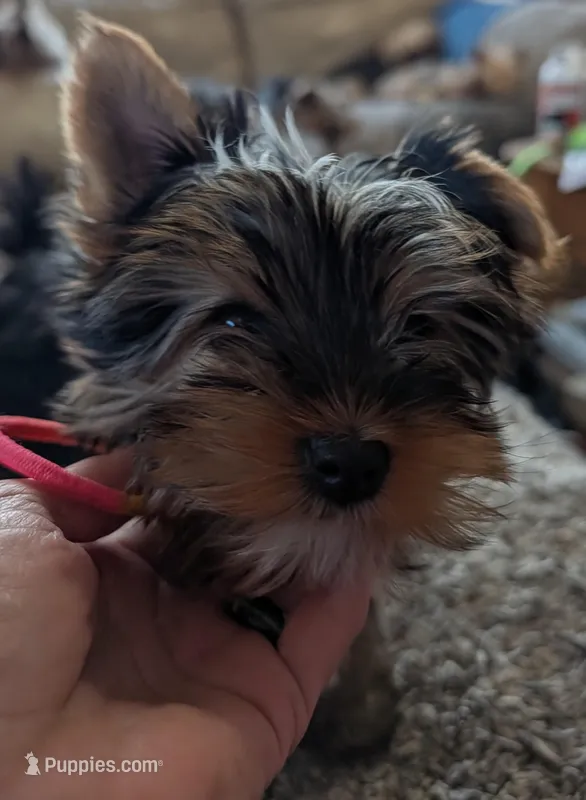 Pixie – Yorkshire Terrier puppy for sale in Alexandria, SD