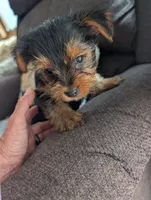 Rascal, a male Yorkshire Terrier for sale in Alexandria, SD – 4 of 4