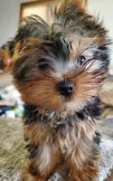 Poet, a male Yorkshire Terrier for sale in Alexandria, SD – Photo 1 of 5