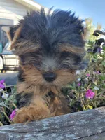 Poet, a male Yorkshire Terrier for sale in Alexandria, SD – Photo 2 of 5