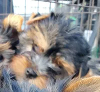 Poet, a male Yorkshire Terrier for sale in Alexandria, SD – Photo 3 of 5