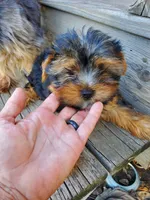 Poet, a male Yorkshire Terrier for sale in Alexandria, SD – Photo 5 of 5