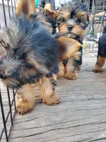 Poet, a male Yorkshire Terrier for sale in Alexandria, SD – Photo 4 of 5