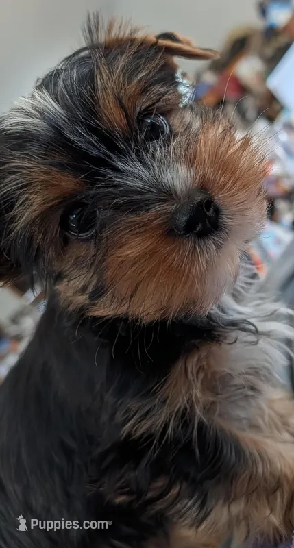 Rio – Yorkshire Terrier puppy for sale in Alexandria, SD