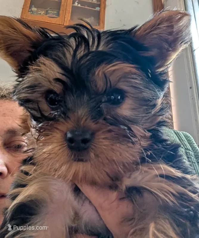 Chip – Yorkshire Terrier puppy for sale in Alexandria, SD
