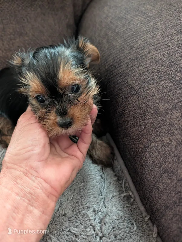 Nadia – Yorkshire Terrier puppy for sale in Alexandria, SD