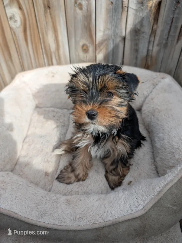 Maddie – Yorkshire Terrier puppy for sale in Alexandria, SD