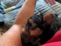 Chip, a male Yorkshire Terrier for sale in Alexandria, SD – 2 of 2