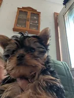 Chip, a male Yorkshire Terrier for sale in Alexandria, SD – 2 of 4