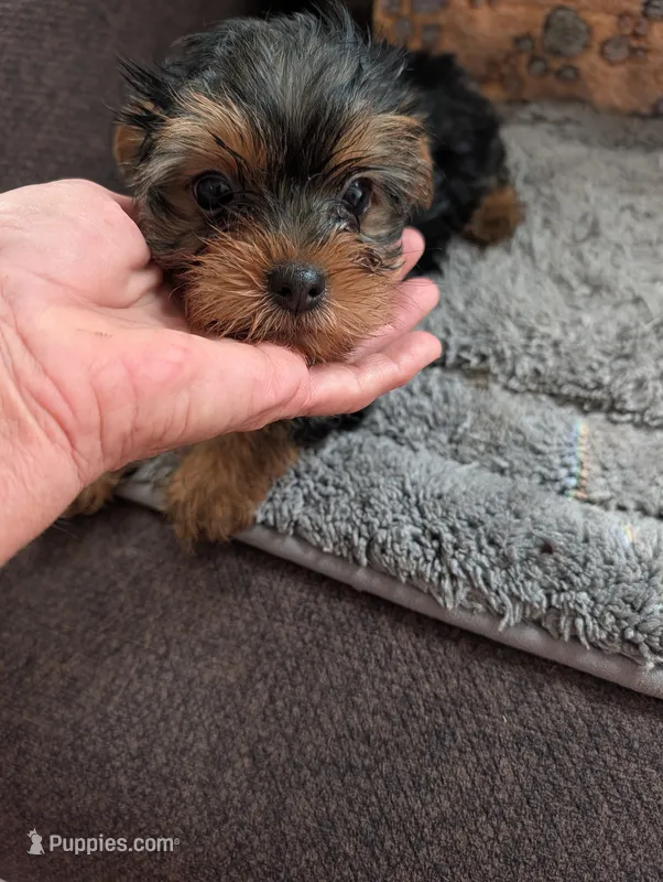 Rascal – Yorkshire Terrier puppy on hold in Alexandria, SD