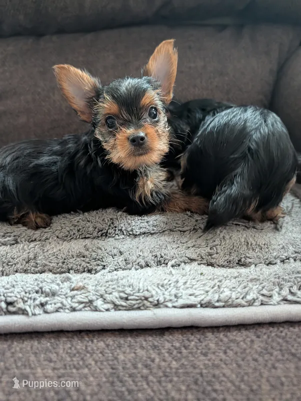 Tilly – Yorkshire Terrier puppy for sale in Alexandria, SD