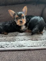 Tilly, a female Yorkshire Terrier for sale in Alexandria, SD – 1 of 2