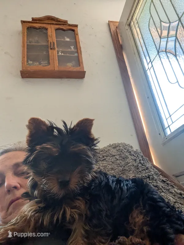 Lucky – Yorkshire Terrier puppy for sale in Alexandria, SD