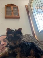 Lucky, a male Yorkshire Terrier for sale in Alexandria, SD – 1 of 2
