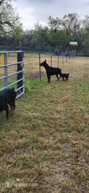 6 Blk/Red M 2 Blk/Red F