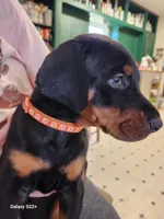 Diesel , a male Doberman Pinscher for sale in Wortham, TX – Photo 3 of 4