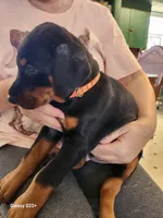 Diesel , a male Doberman Pinscher for sale in Wortham, TX – Photo 2 of 4