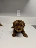 Star, a female Poodle - Toy  for sale in Anaheim, CA – 1 of 2