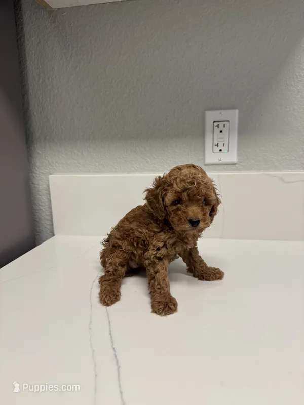 Bella – Poodle - Toy  puppy for sale in Anaheim, CA
