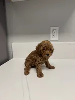 Bella, a female Poodle - Toy  for sale in Anaheim, CA – 1 of 2