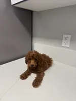 Max, a male Goldendoodle for sale in Anaheim, CA – 2 of 2
