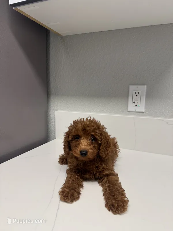 Max – Goldendoodle puppy for sale in Anaheim, CA