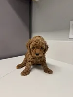 Bella, a female Poodle - Toy  for sale in Anaheim, CA – 2 of 2