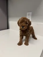 Star, a female Poodle - Toy  for sale in Anaheim, CA – 2 of 2