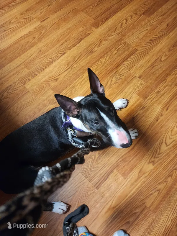 Domino – Bull Terrier puppy for sale in Fennville, MI