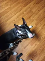 Domino, a male Bull Terrier for sale in Fennville, MI – 1 of 3