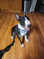 Domino, a male Bull Terrier for sale in Fennville, MI – 3 of 3