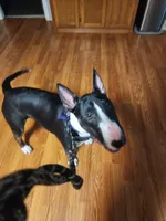 Domino, a male Bull Terrier for sale in Fennville, MI – 2 of 3