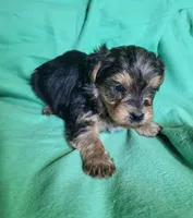 Blue, a female Yorkipoo for sale in East Dublin, GA – 2 of 6