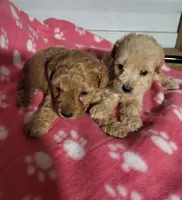 Essie, a female Poodle - Toy  for sale in East Dublin, GA – 6 of 8