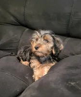 Aspen, a male Yorkshire Terrier for sale in East Dublin, GA – 3 of 8