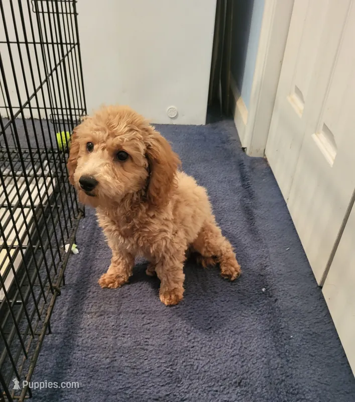 Sophie  – Poodle - Toy  puppy for sale in East Dublin, GA