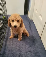 Sophie , a female Poodle - Toy  for sale in East Dublin, GA – 2 of 6